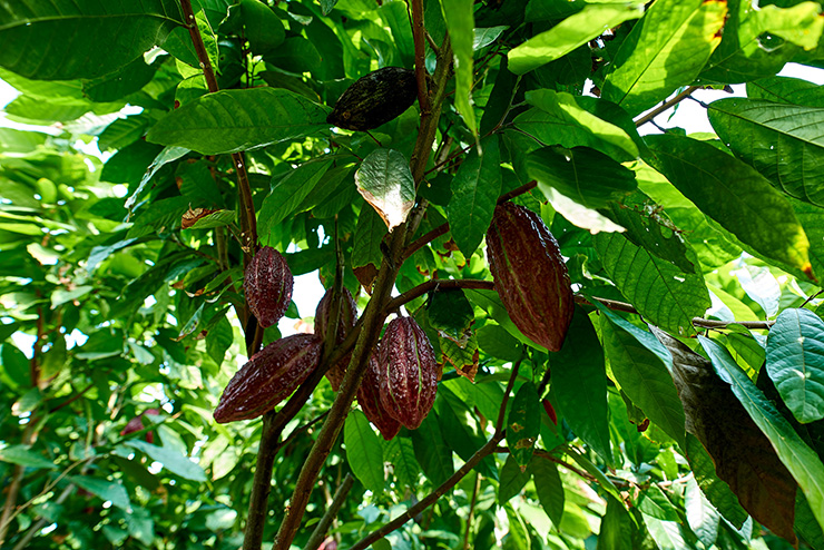 San Fernando - Cacaoyer