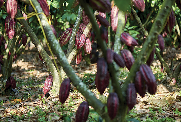 San Fernando - Plantación